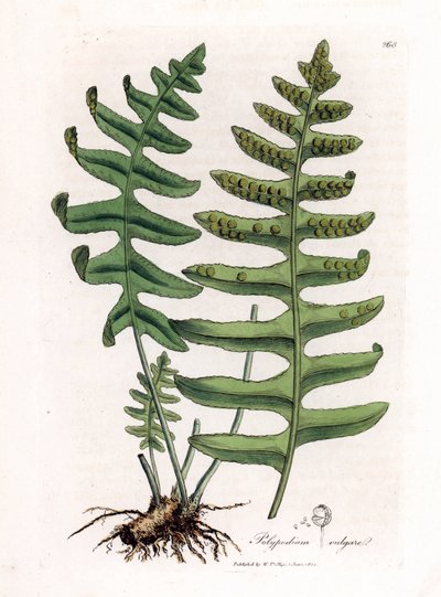 Polypode commun - James Sowerby