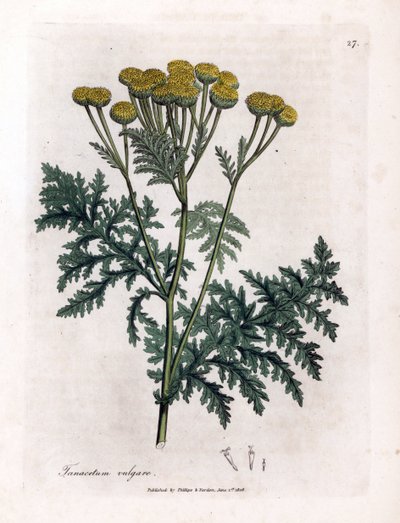 Tanaisie commune - Tanacetum vulgare. Gravure à la main d
