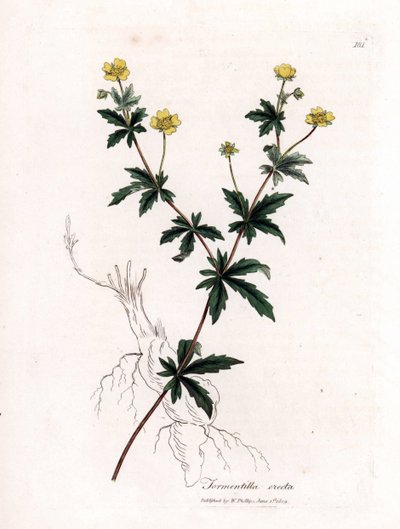 Tormentille commune, Potentilla erecta. Gravure à la main d