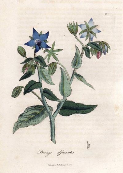 Bourrache compendiale - James Sowerby