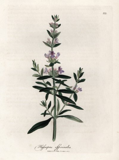 Hysope officinale. Gravure à la main d