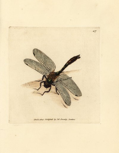 Libellule émeraude velue - James Sowerby