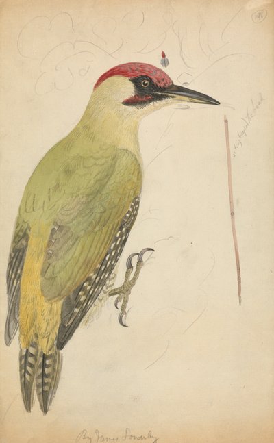 Pic vert européen - James Sowerby