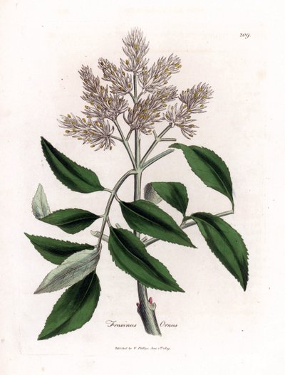 Frêne à fleurs, Fraxinus ornus. Gravure à la main en couleur d