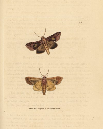 Papillon doré, Autographa bractea - James Sowerby