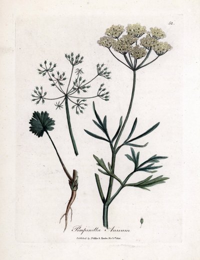Anis vert (Pimpinella anisum) - James Sowerby