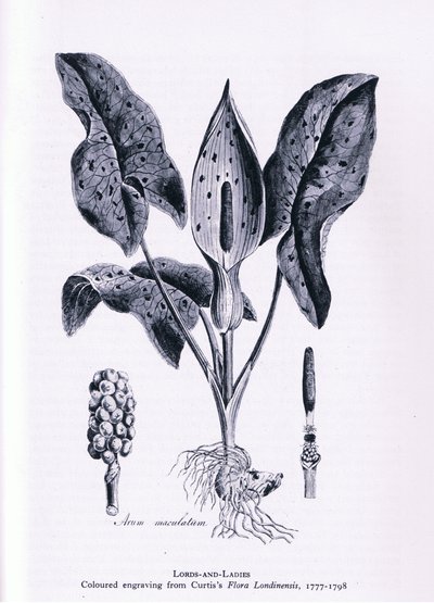 Parisette, Nature en Grande-Bretagne publiée par Collins, 1946 - James Sowerby