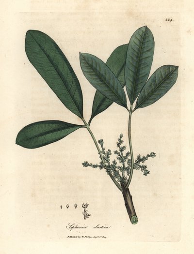 Arbre à caoutchouc, arbre à résine élastique, Siphonia elastica - James Sowerby