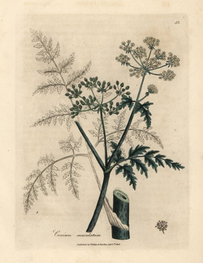 Feuilles et fleurs de ciguë, Conium maculatum - James Sowerby