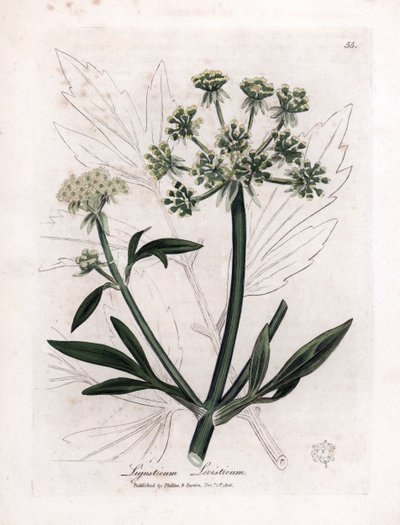 Livèche (Ligusticum levisticum) - James Sowerby