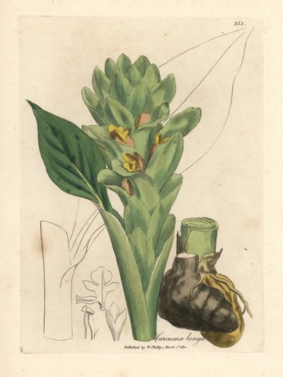 Curcuma longa - James Sowerby