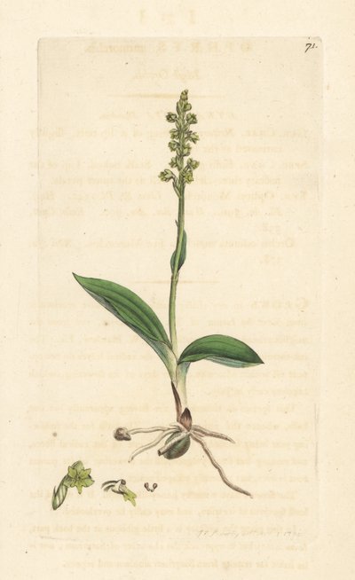 Orchis musc, Herminium monorchis - James Sowerby