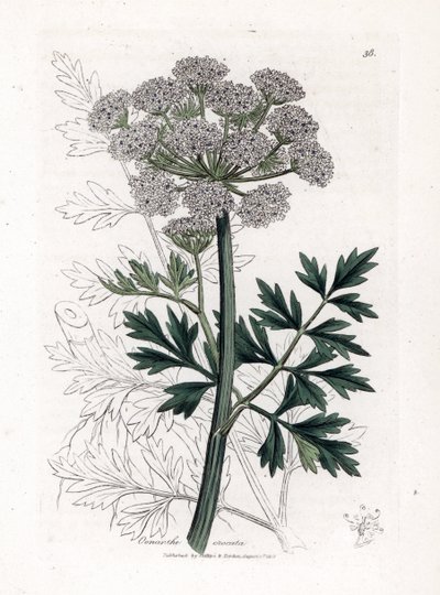 Oenanthe safranée - James Sowerby