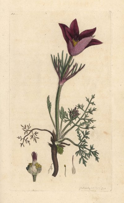 Anémone pulsatille, Anemone pulsatilla. Gravure à la main en couleur d