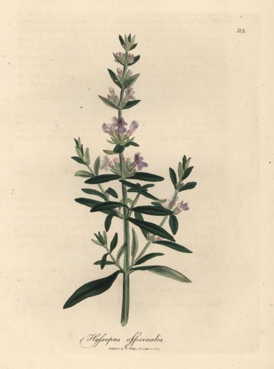 Hysope à fleurs pourpres, Hyssopus officinalis - James Sowerby