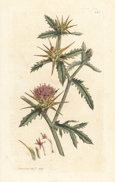 Centaurea calcitrapa (Centauree hatchback, Centauree étoilée) - James Sowerby
