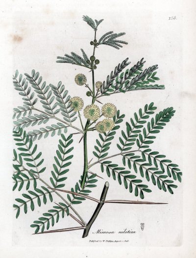 Gomme rouge - Acacia nilotica. Gravure à la main en couleur d