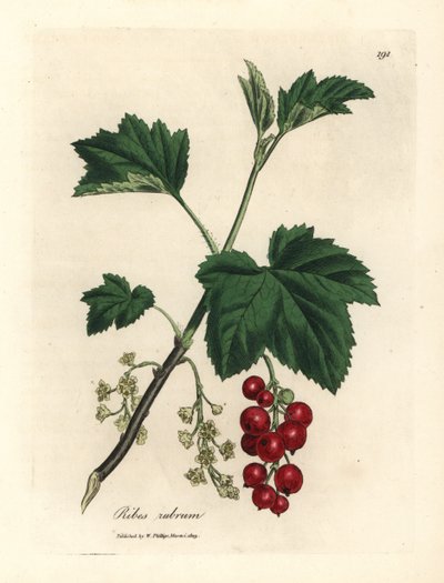 Groseillier rouge, Ribes rubrum - James Sowerby
