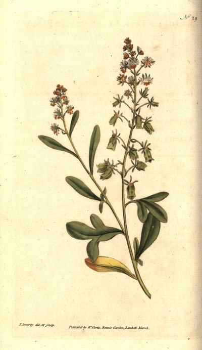 Réséda odorant, illustration botanique de James Sowerby du Botanical Magazine de William Curtis - James Sowerby