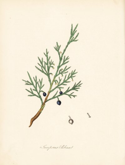 Genévrier sabine - James Sowerby