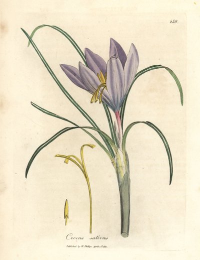 Crocus safran, Crocus sativus - James Sowerby