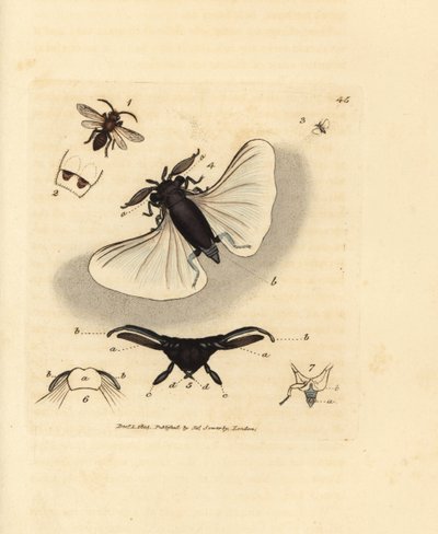 Parasite de l