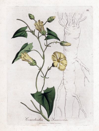 Scammonée - Convolvulus scammonia. Gravure à la main d
