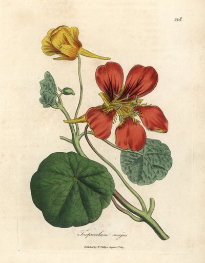 Grande capucine à fleurs écarlates et jaunes, Tropaeolum majus - James Sowerby