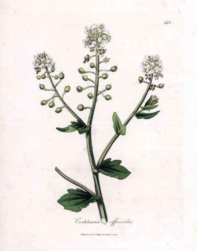Cochléaire officinale, Cochlearia officinalis - James Sowerby