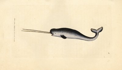 Narval, Monodon monoceros - James Sowerby