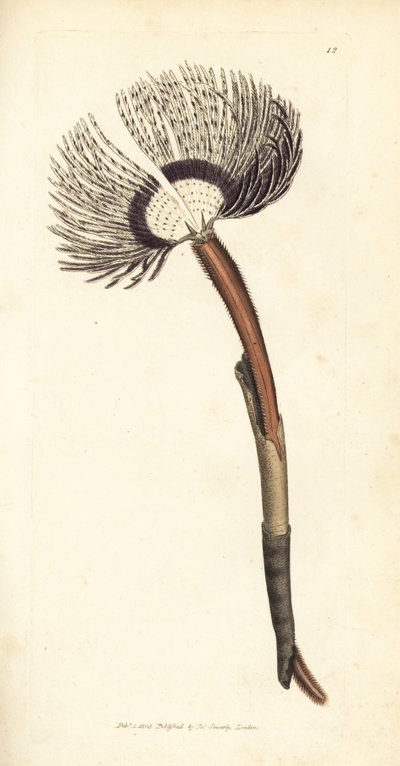 Ver de mer, Amphitrite ventilabrum - James Sowerby