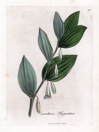 Sceau de Salomon multiflore, Polygonatum multiflorum - James Sowerby