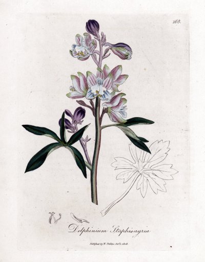 Staphisaigre - Delphinium staphisagria. Gravure à la main d