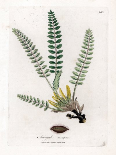 Astragale sans tige - Astragale sans tige, Astragalus excapus. Gravure sur cuivre coloriée à la main d