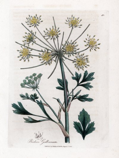 Variété ombellifère produisant de la résine - Bubon à feuilles de livèche, Bubon galbanum. Gravure à la main d