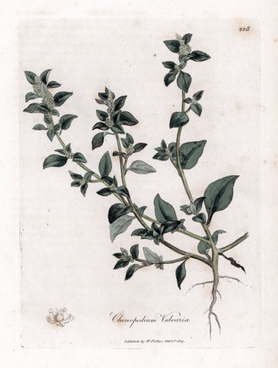 Vuvaire - James Sowerby