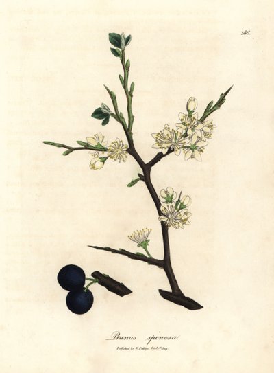 Prunus spinosa - James Sowerby
