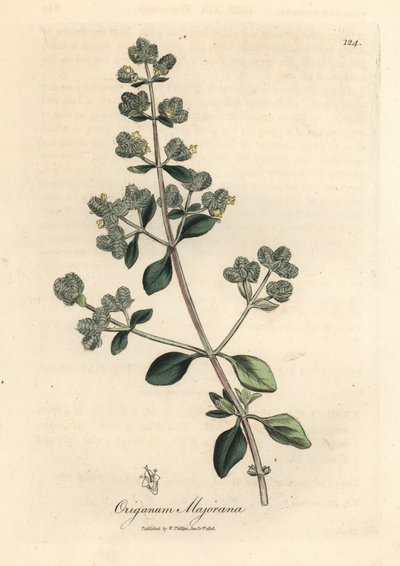 Origanum majorana - James Sowerby