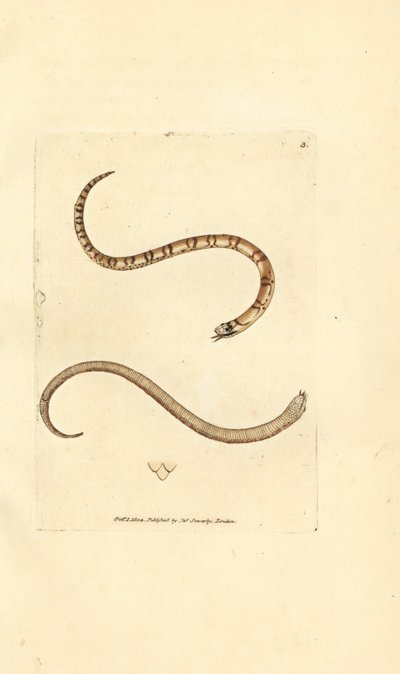 Jeune couleuvre lisse, Coronella austriaca - James Sowerby