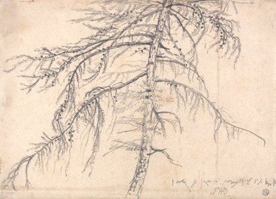 Mélèze - James Ward