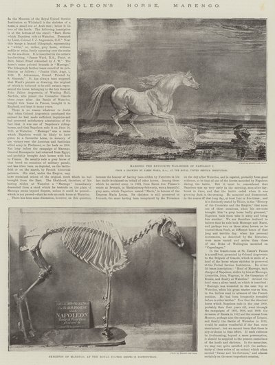 Le Cheval de Napoléon, Marengo - James Ward