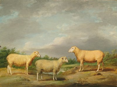 Moutons Ryelands, le bélier du roi, la brebis du roi et le mouton de Lord Somerville, c.1801-07 - James Ward