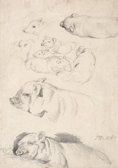 Études sur les porcs - James Ward