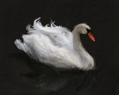 Un cygne blanc gracieux - James Zamora