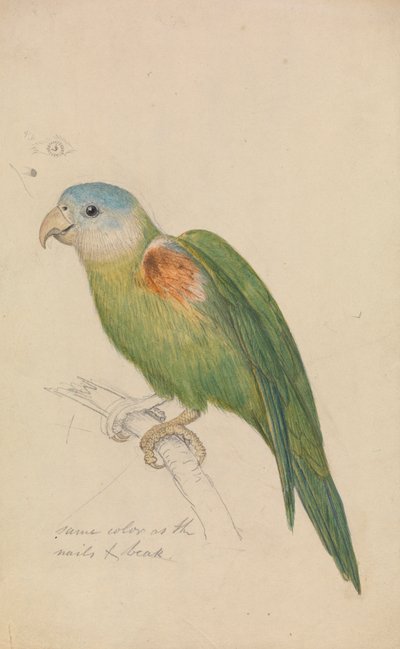 Un perroquet - James de Carle Sowerby