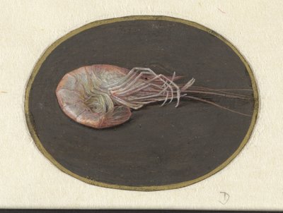 Crevette - Jan Augustin van der Goes