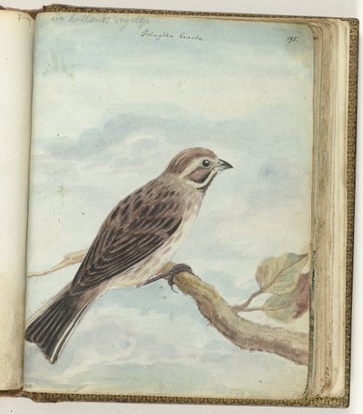 Oiseau hollandais - Jan Brandes