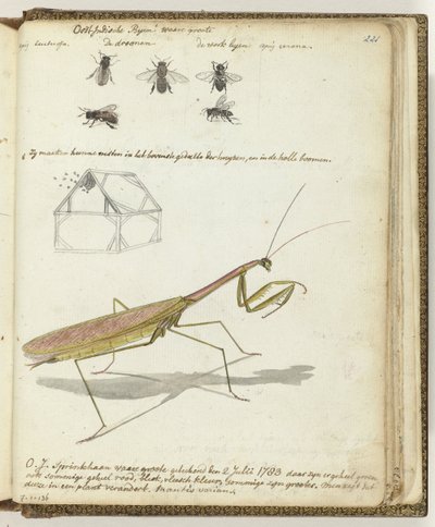 Abeilles et sauterelle des Indes orientales - Jan Brandes