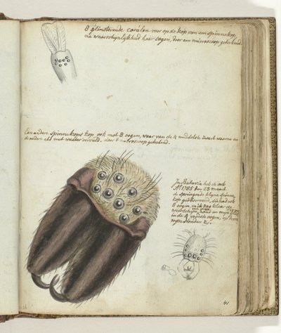 Araignées - Jan Brandes