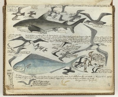 Oiseaux de mer et poissons de mer - Jan Brandes